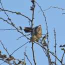 Image of White-shouldered Triller