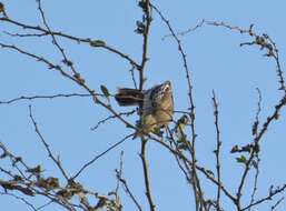 Image of White-shouldered Triller