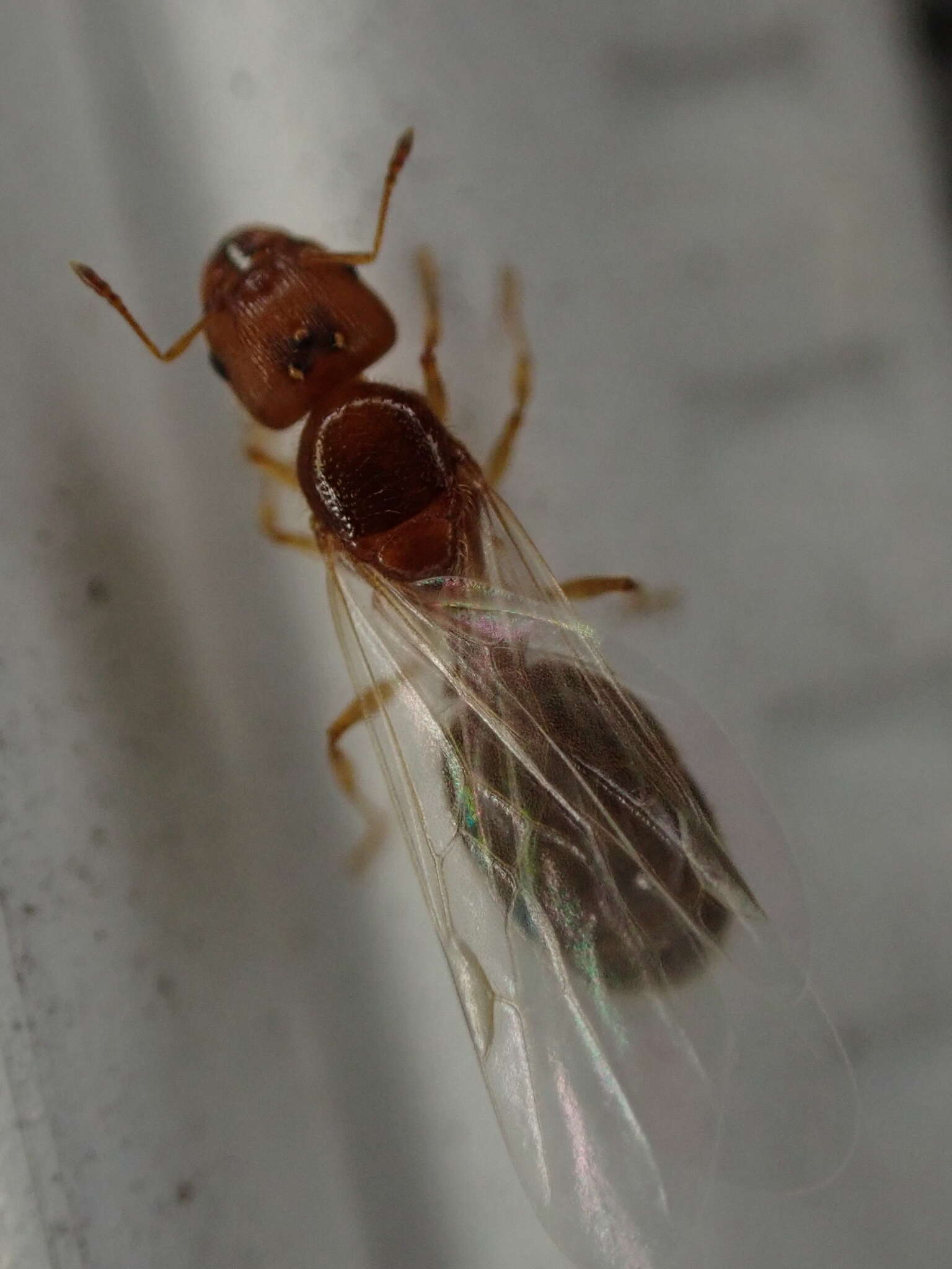 Pheidole bicarinata Mayr 1870 resmi