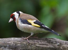 Image of European Goldfinch