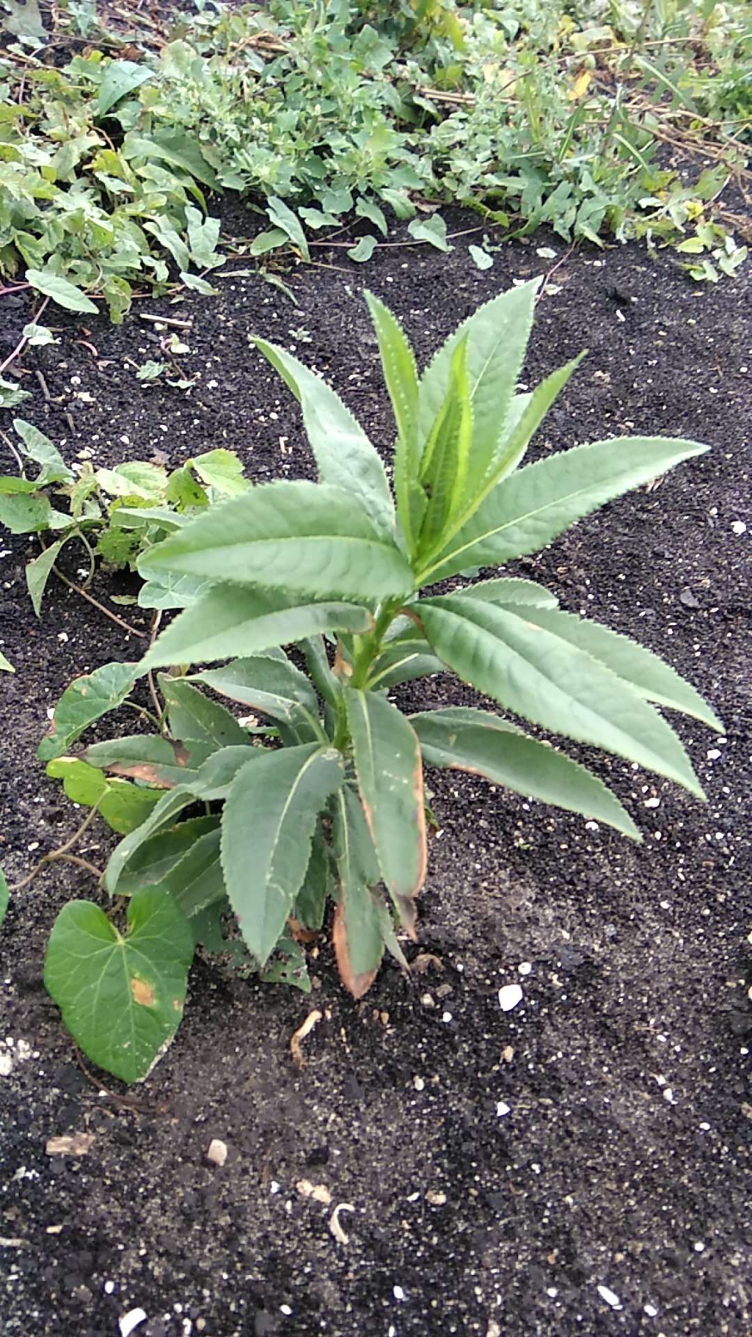 Image of Senecio sarracenicus L.