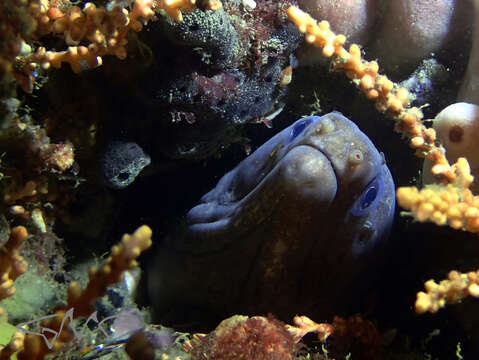 Image of False spotted moray