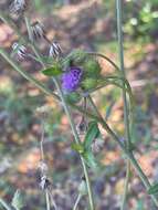 Image of Vernoniastrum acuminatissimum (S. Moore) H. Rob., Skvarla & V. A. Funk