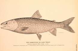 Image of lake trout