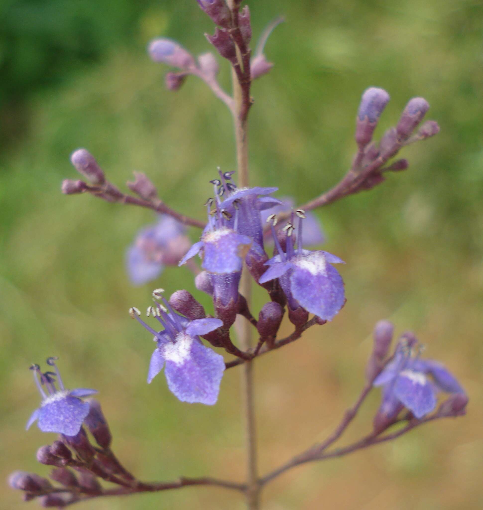 Image of Chinese Chaste-tree