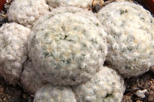 Image of Mammillaria plumosa F. A. C. Weber