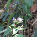 Eranthemum pulchellum Andr. resmi