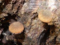 Слика од Simocybe phlebophora E. Horak 1980