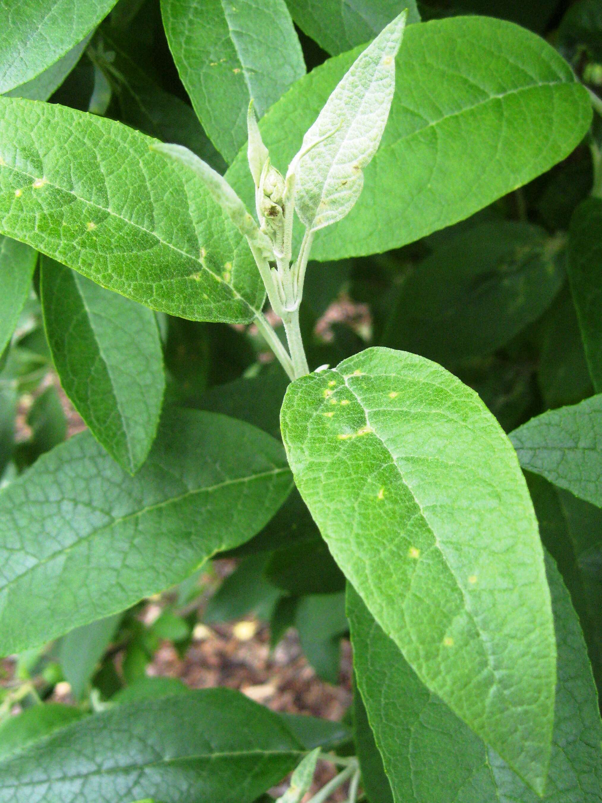 Image of Buddleja cordata Kunth