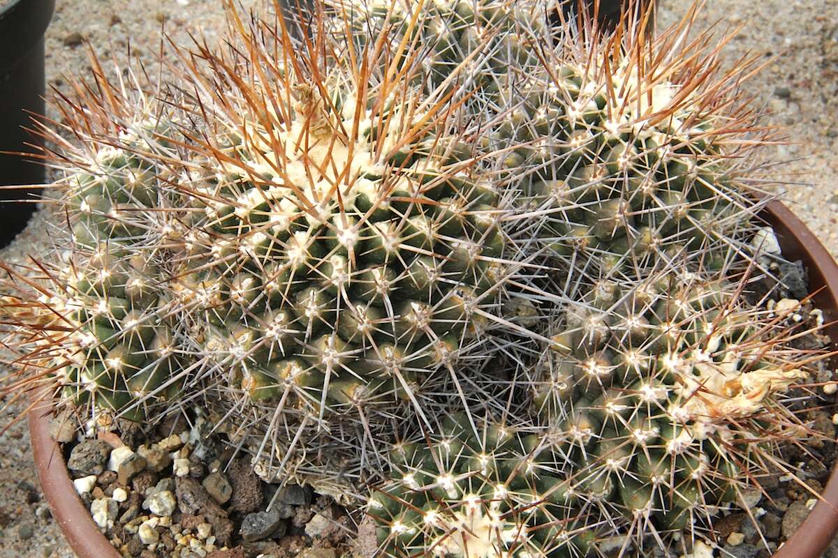 Image of Thelocactus tulensis (Polseg.) Britton & Rose