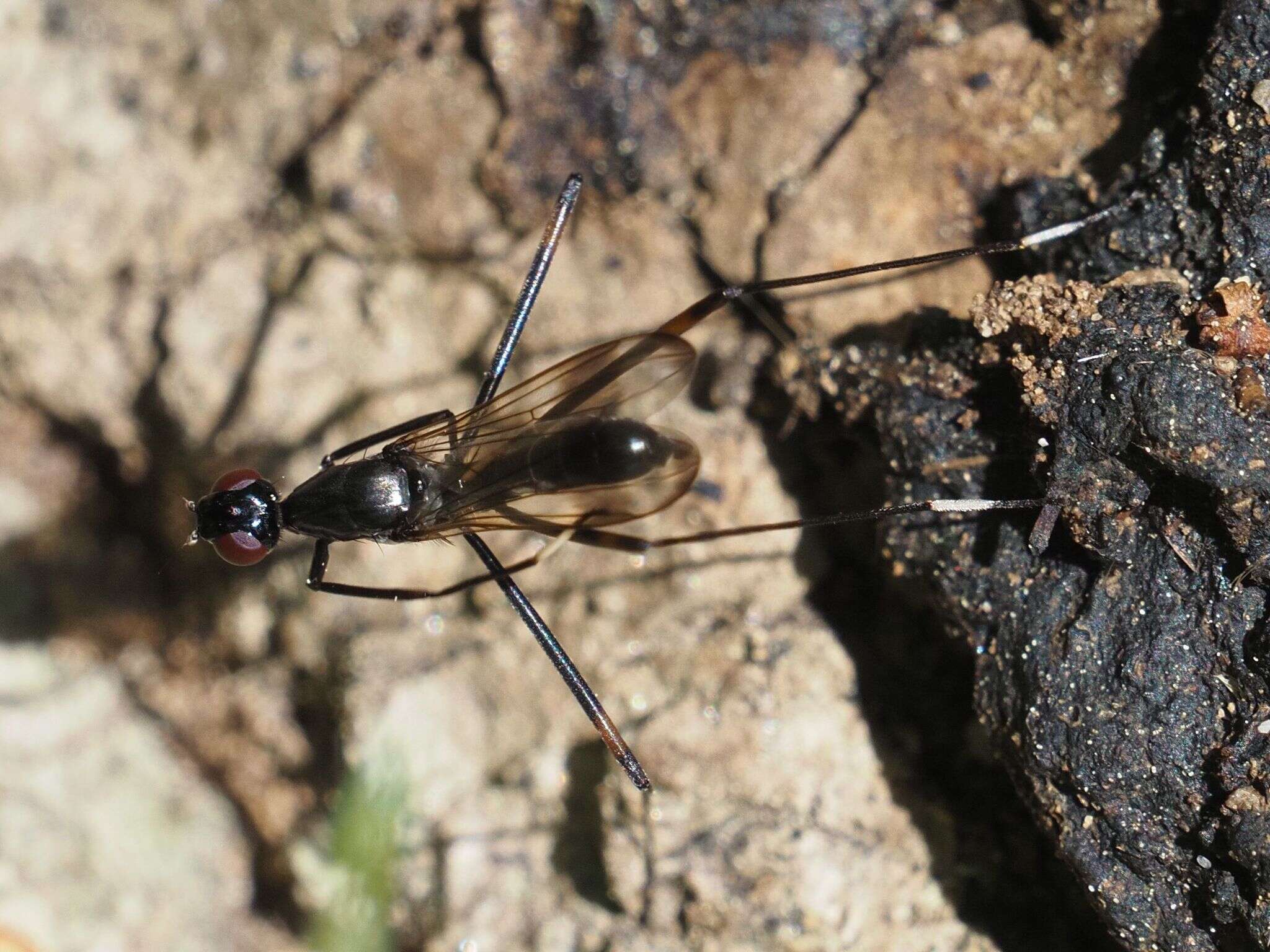 Слика од Rainieria calceata (Fallen 1820)