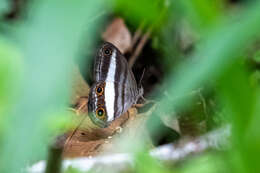 Imagem de Euptychoides albofasciata Hewitson 1869