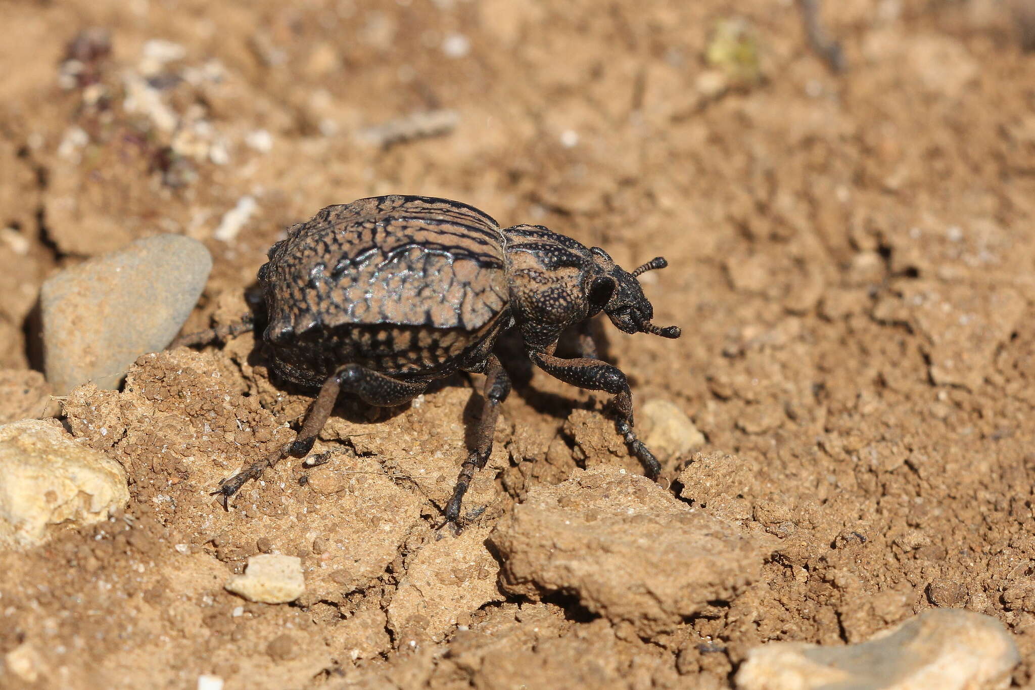 Plancia ëd Brachycerus undatus Fabricius & J. C. 1798