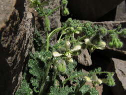 Image of Blumenbachia prietea C. Gay