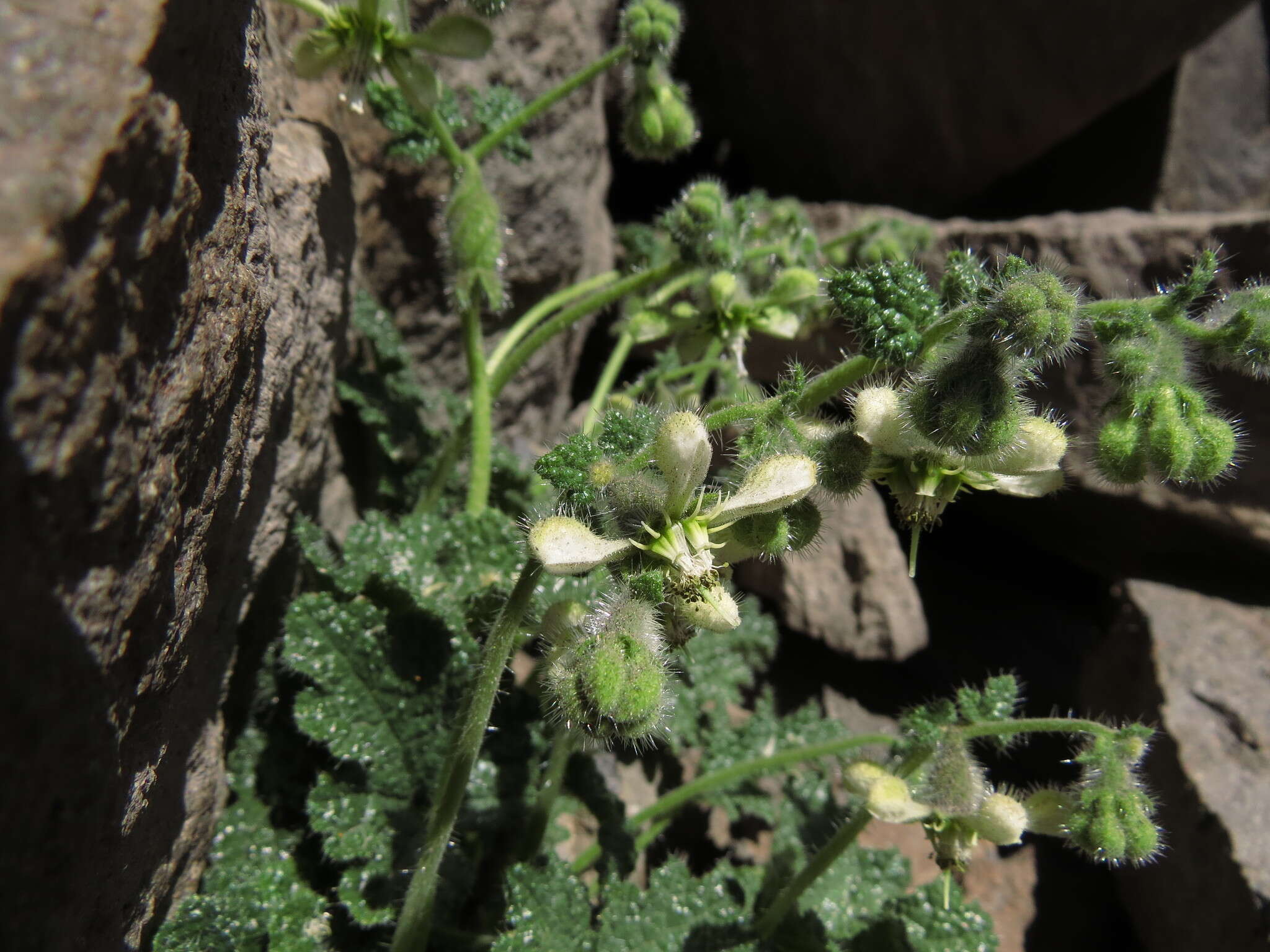 Image of Blumenbachia prietea C. Gay