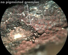 صورة Hypomontagnella submonticulosa