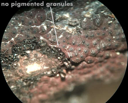 Слика од Hypomontagnella submonticulosa