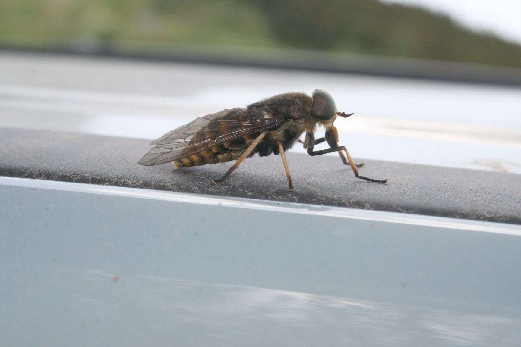 Image of dark giant horsefly