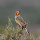 Image of Macronyx capensis capensis (Linnaeus 1766)