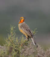 Image of Macronyx capensis capensis (Linnaeus 1766)