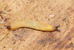 Image of Hedgehog arion