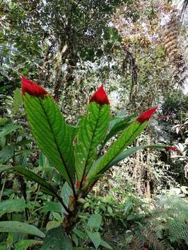 Image of Columnea rubriacuta (Wiehler) L. P. Kvist & L. E. Skog