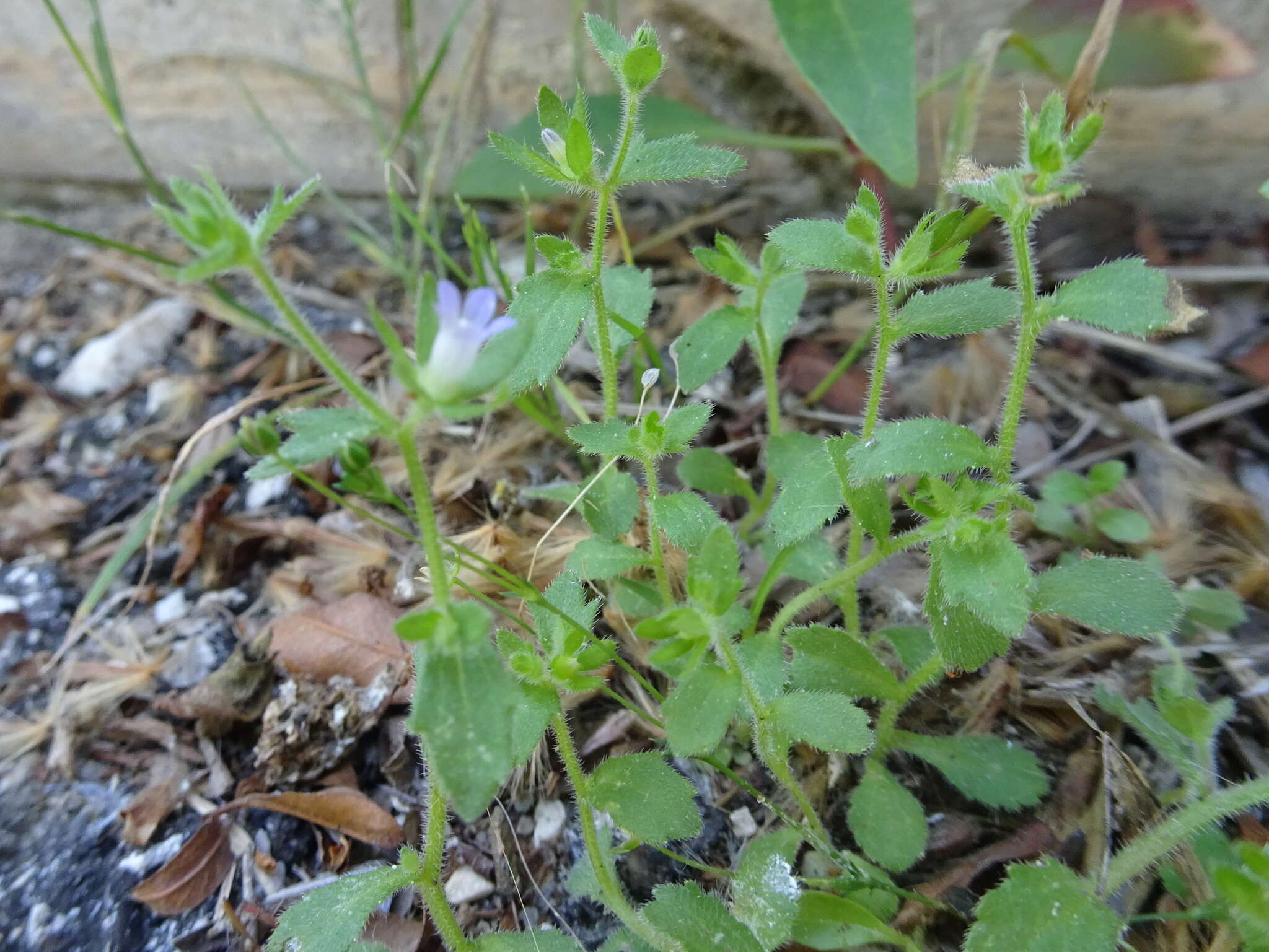 Image of Campanula erinus L.