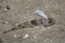 Image of Shadow goby