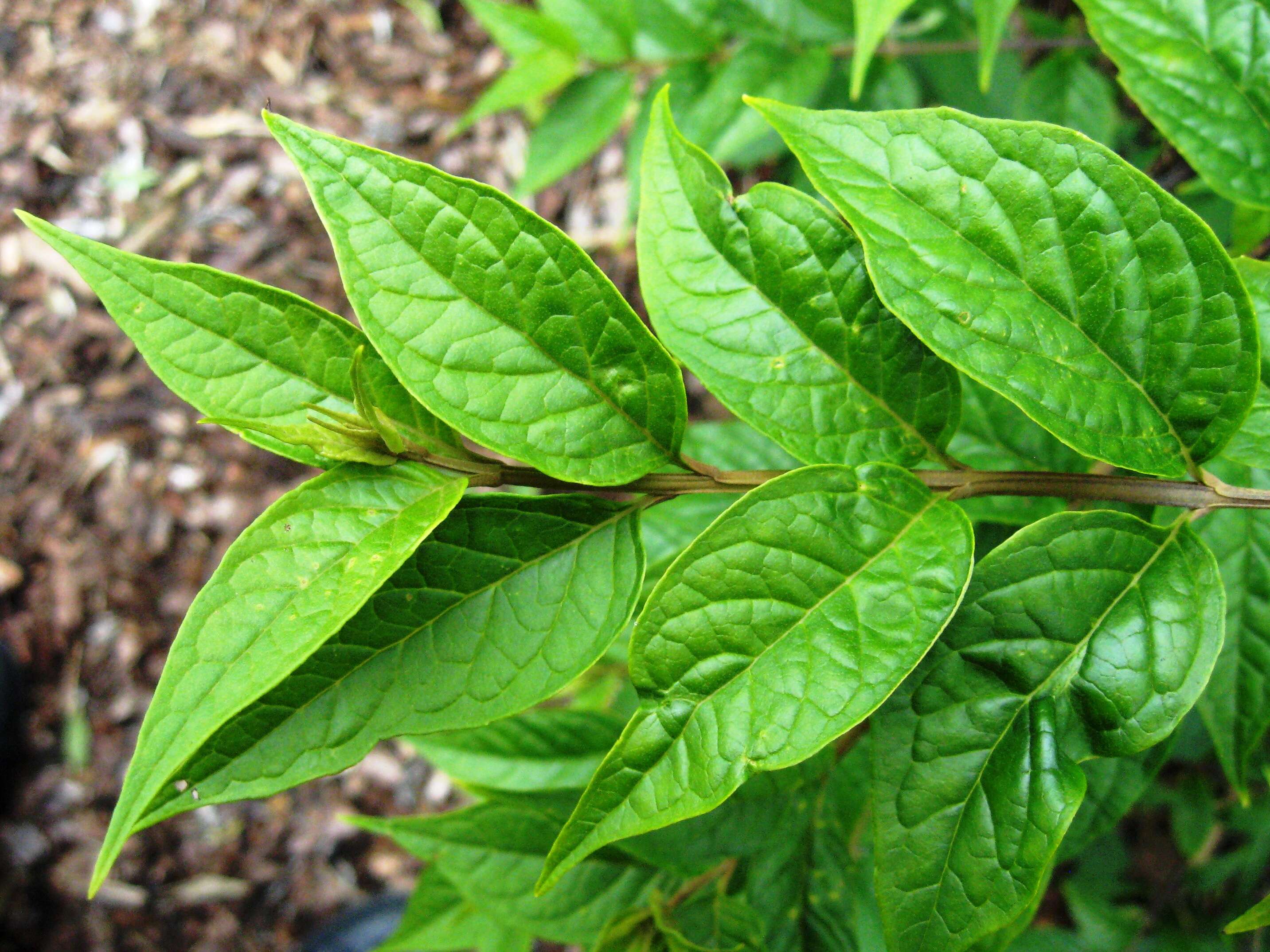 Image de Buddleja lindleyana Fortune ex Lindl.