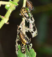 Image of Chrysomela (Macrolina) confluens Rogers 1856