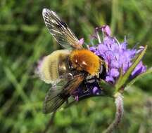 Sericomyia superbiens (Muller 1776) resmi