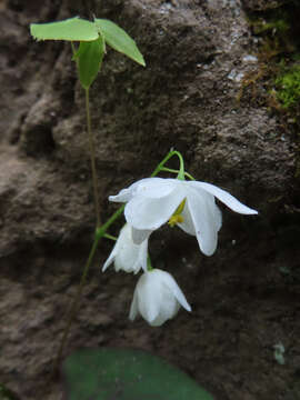 Imagem de Epimedium diphyllum Lodd.