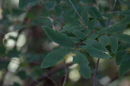 Lonicera nigra L. resmi