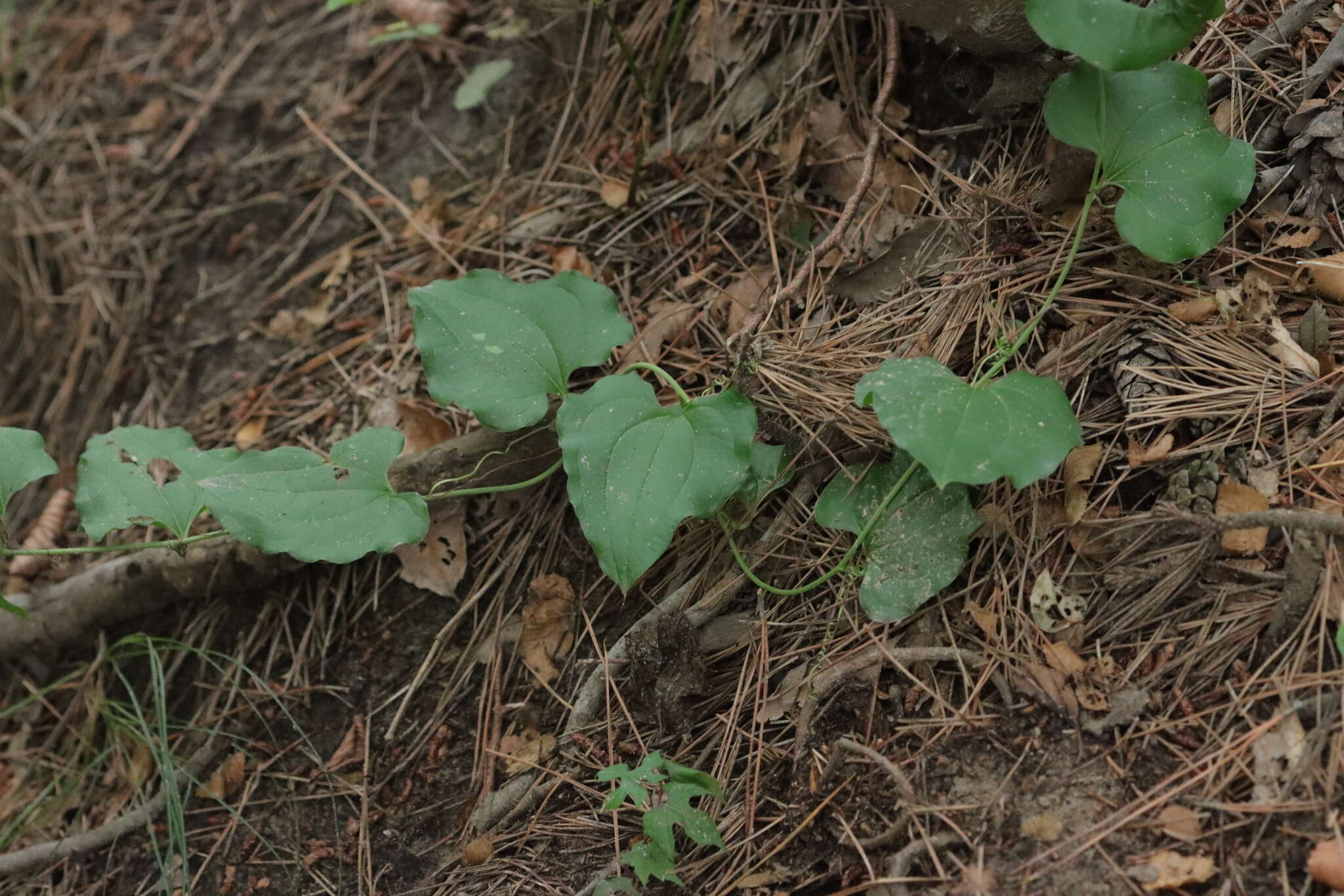 Image de Smilax sieboldii Miq.