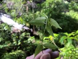 Image de Vincetoxicum paniculatum (Bunge) C. Y. Wu & D. Z. Li