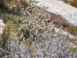 Plancia ëd Leucospermum wittebergense Compton