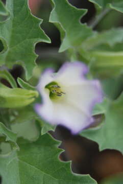 Image of Exodeconus miersii (Hook. fil.) W. G. D' Arcy