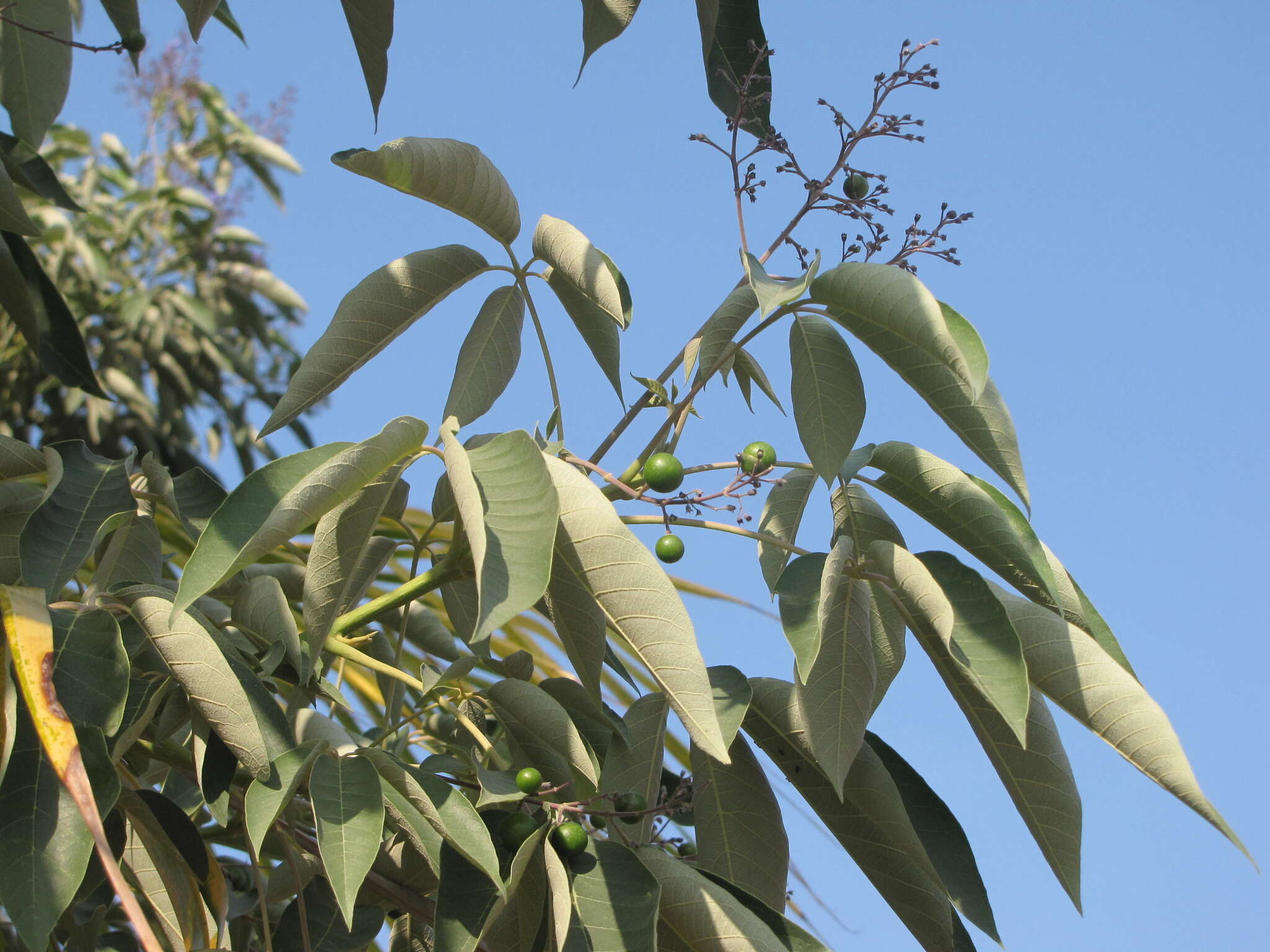 Слика од Vitex gaumeri Greenm.