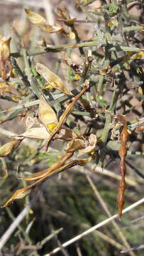 Image of Genista scorpius (L.) DC.