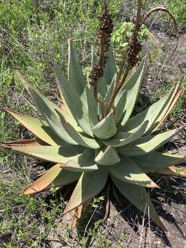 Image of Nespruit rock aloe