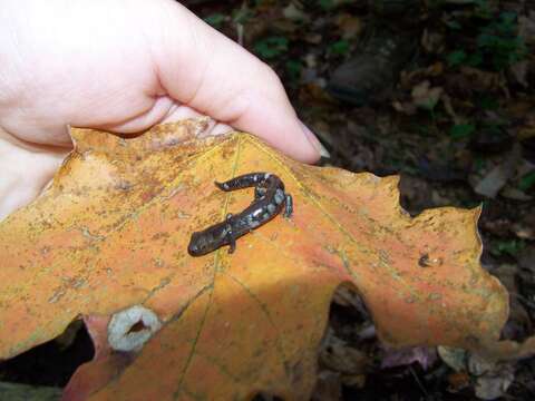 Imagem de Acer saccharum subsp. skutchii (Rehder) E. Murray