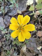 صورة Bidens ostruthioides (DC.) Sch. Bip.