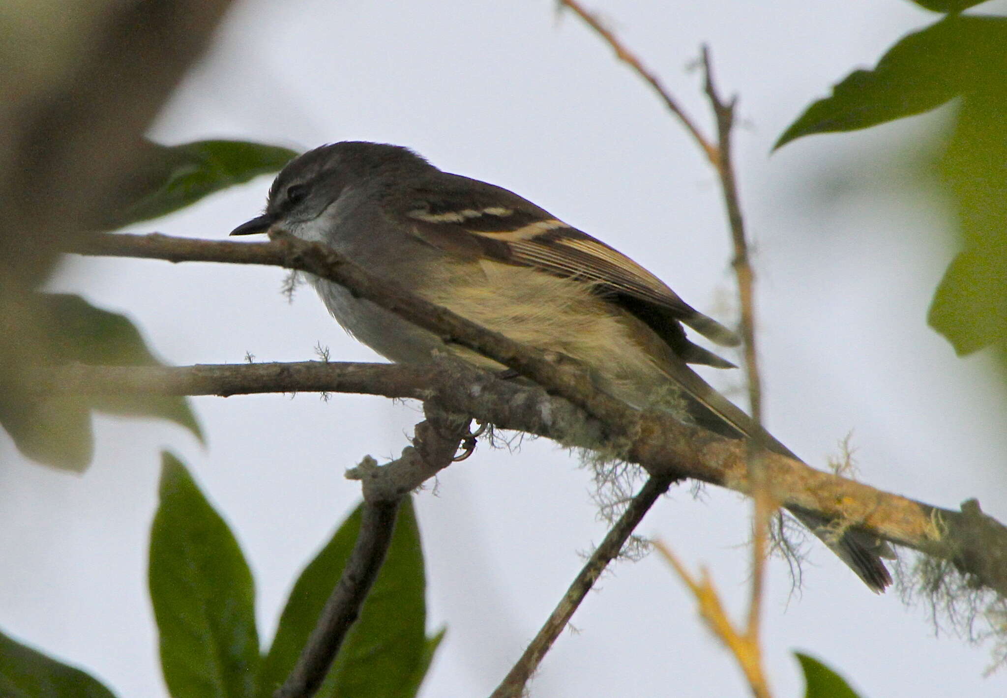 Image of White-throated Tyrannulet