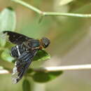 Image of Hemipenthes velutina (Meigen 1820)