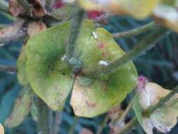 Image of Rose Aphid