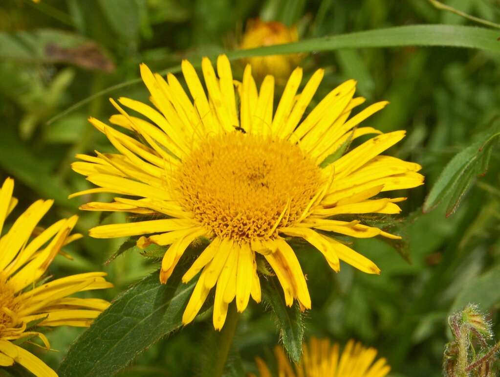 Image of Inula hirta