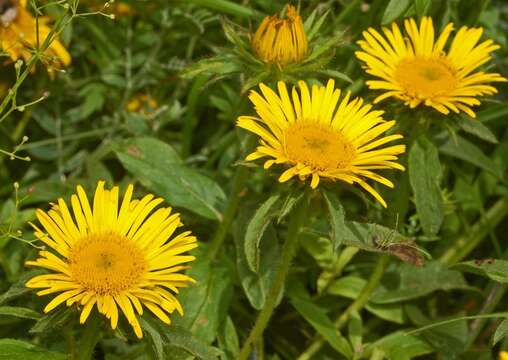 Image of Inula hirta