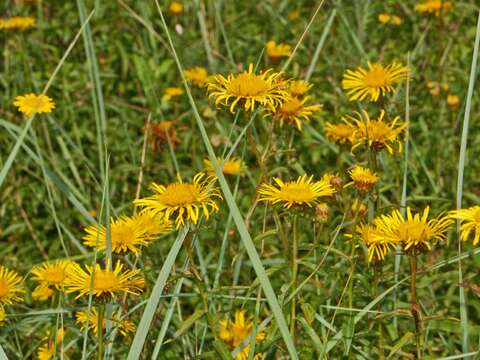 Image of Inula salicina