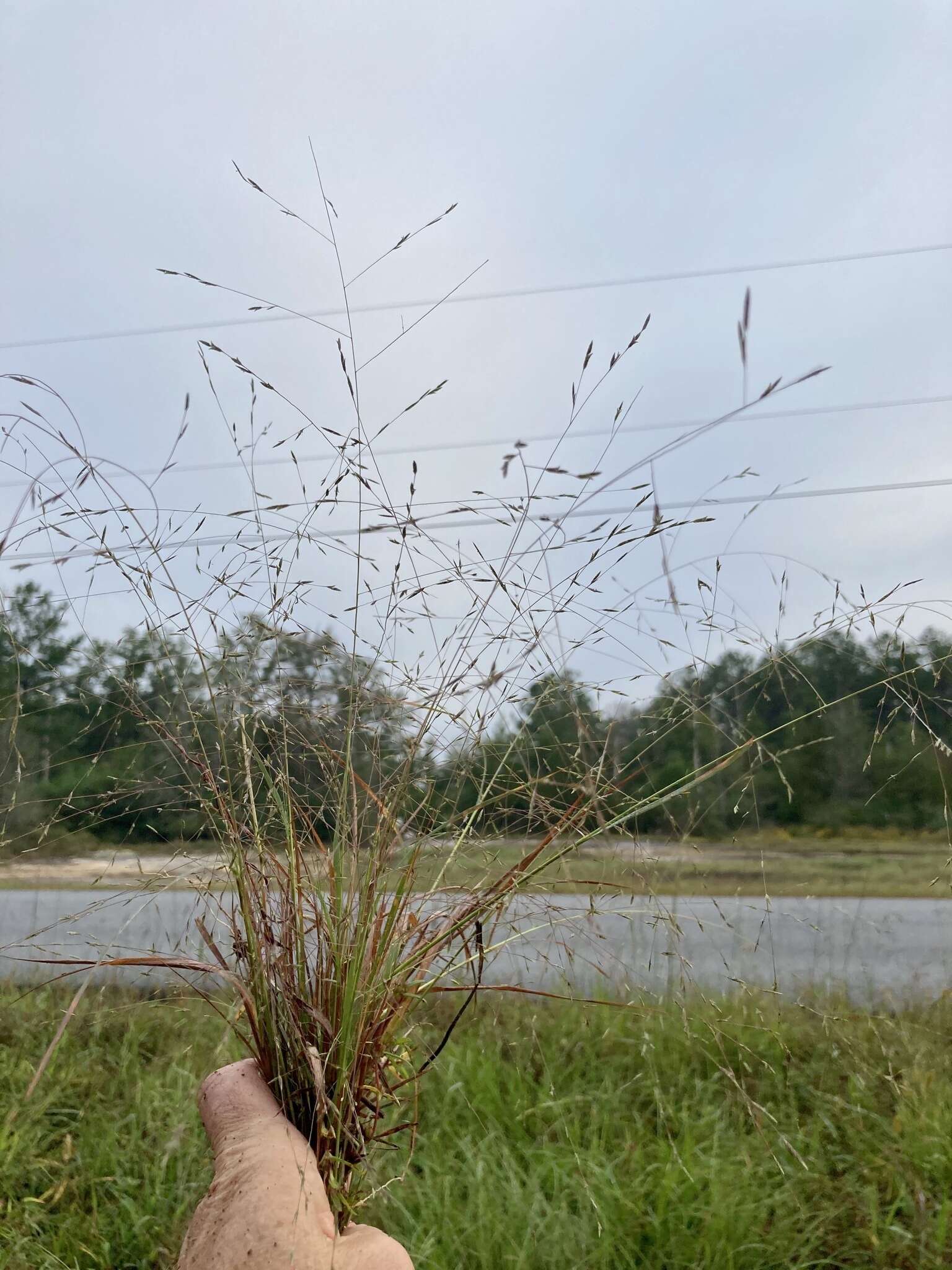 Plancia ëd Eragrostis refracta (Muhl.) Scribn.