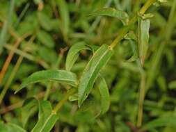 Image of Inula hirta